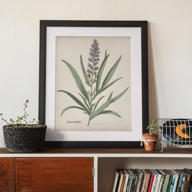 Lavender botanical print framed