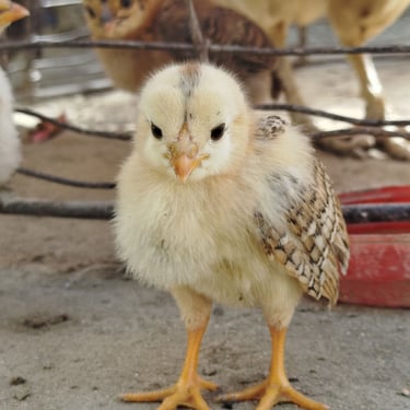 A small yellow-tan chick staring at the camera.