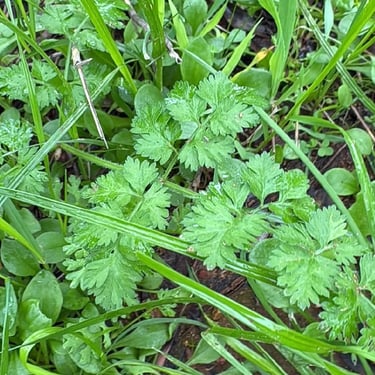 Wild Carrot (Daucus carota)
