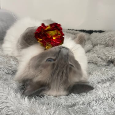 a cat with a toy on a blanket