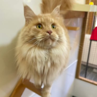a cat sitting on a wooden ladder