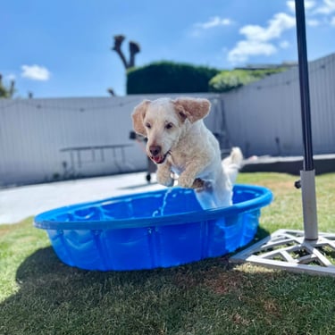 a dog is playing in a pool
