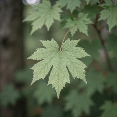 Deep forest bathing and mindfulness walk in Washington state