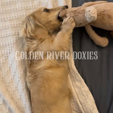 longhaired cream dachshund playing with a stuffed toy