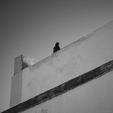 © juergen mack photography - la paloma
