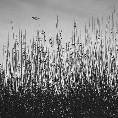 © juergen mack photography - floating bird