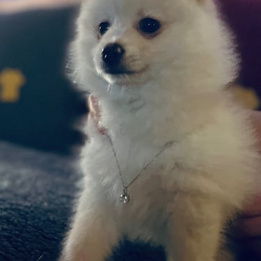 teacup Pomsky , piebald colours, registered with IDCR