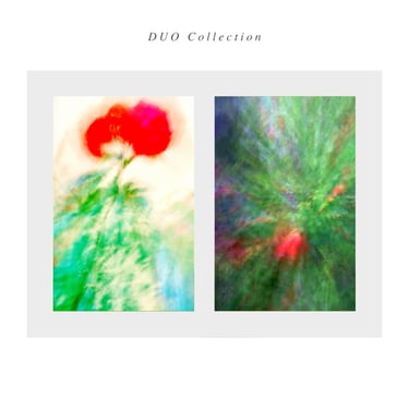 two pictures of a flower and a rose bush ICM