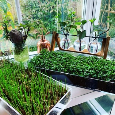 Organic kitchen garden services in Bangalore by MyGreenEarth for fresh homegrown vegetables