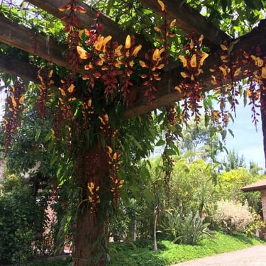 No 1 Pergola services in Bangalore