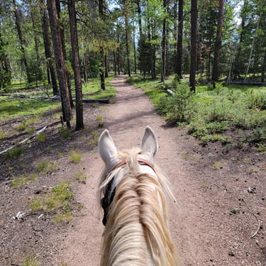 a horse is walking down a path in the woods