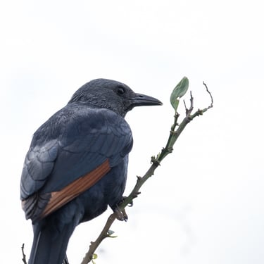 Joli oiseau