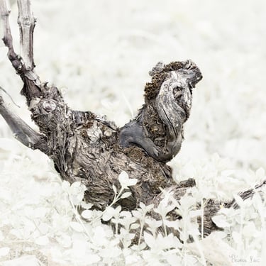 Cep de vigne tortueux, silhouette sombre rappelant une poule