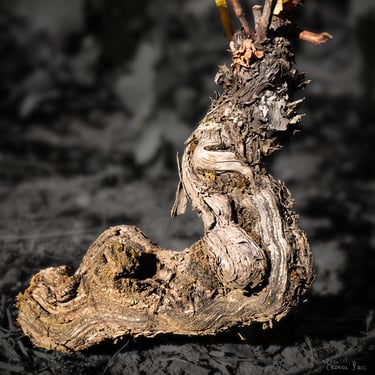 Cep de vigne tortueux, silhouette rappelant un escargot, photo d'art