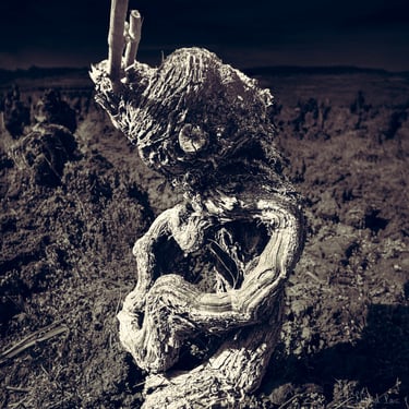 Vieux cep de vigne tortueux dans les vignes abandonnées évoquant un personnage fantastique
