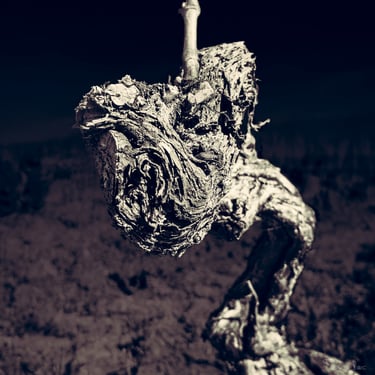 Vieux cep aux formes tourmentées, capture en noir et blanc révélant une dimension mythologique