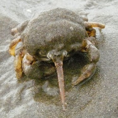 Masked Crab