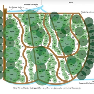 Permaculture garden planting rainwater harvesting