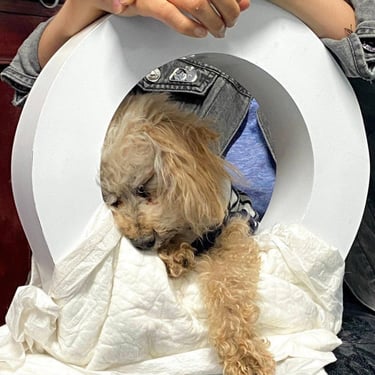 a dog is sitting in a toilet bowl