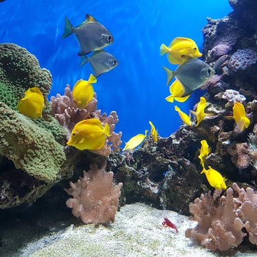 SeaWorld - San Antonio