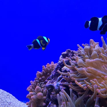 SeaWorld - San Antonio