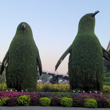 Dubai Miracle Garden