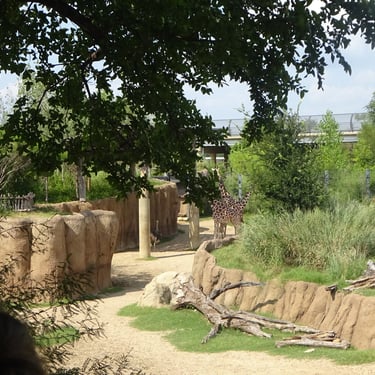 Dallas Zoo