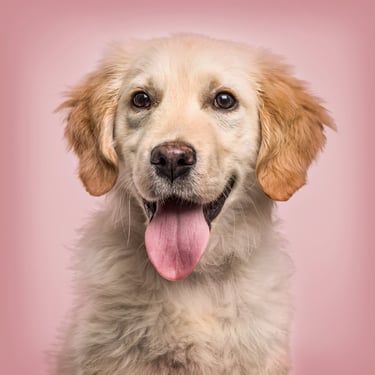 pet-photo-background-enhancement