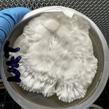 mycelium sur plaque de petri Neurocybine