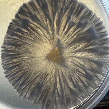 Mycélium avec une croissance rhizomorphique sur gélose