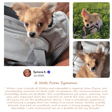 Petite Pups - Past Petite Pups “Goldie” with her new owner Symona