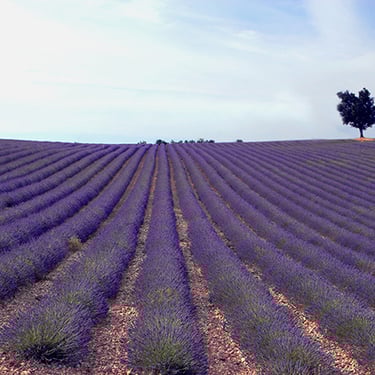 Champs de lavande et son arbre esseulé