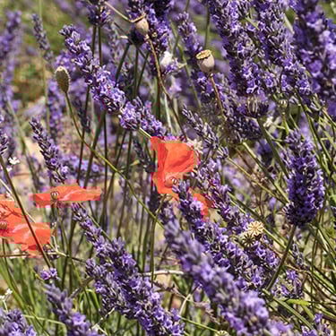 Quand les coquelicots s'invitent à la dense