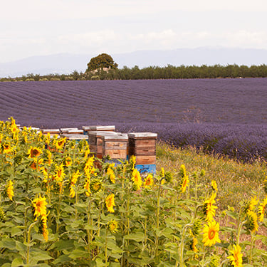 Quand le tournesol et la lavande servent aux abeilles pour fabriquer leurs nectare