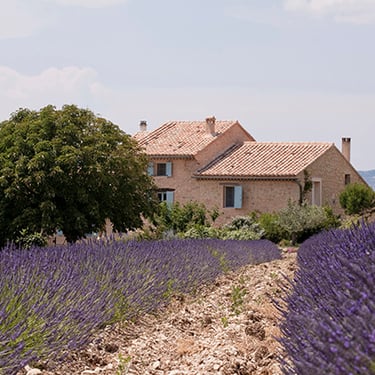Mas provençal et son champs de lavande