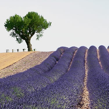 Champ de lavande et ruches à l'abrit sous l'arbre