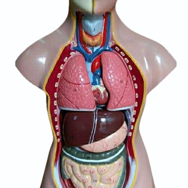 human body torso model