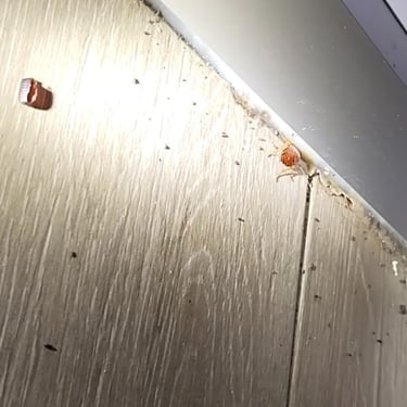 a live cockroach nymph and an empty egg case