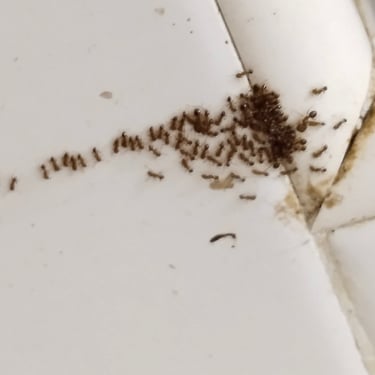 ants feeding on bait