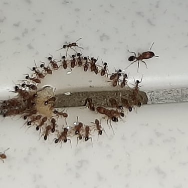 ants feeding on bait