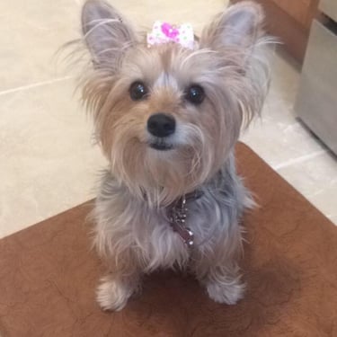 cute puppy