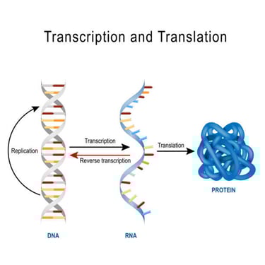 Central Dogma