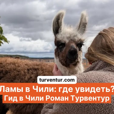 Лама гуляющая рядом с туристами во время тура с гидом в Чили Роман Турвентур