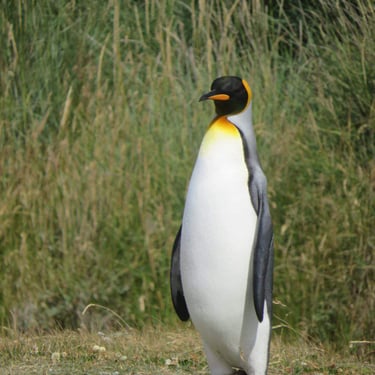 Экскурсия в заповедник Королевских пингвинов с русским гидом Роман Турвентур