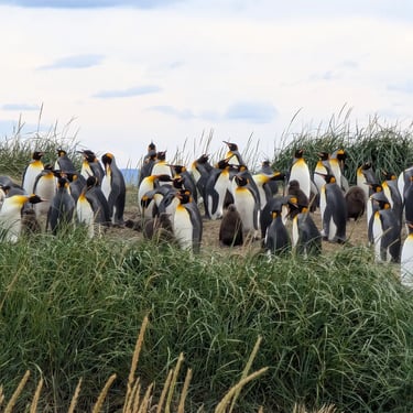 Экскурсия в заповедник Королевских пингвинов с русским гидом Роман Турвентур