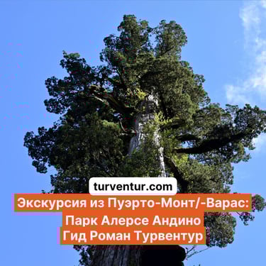Экскурсия из Пуэрто-Монт в парк Алерсе Андино Тысячелетняя лиственница с Роман Турвентур