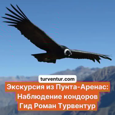 Экскурсия станция наблюдение кондоров в Пунта-Аренас с русским гидом Роман Турвентур