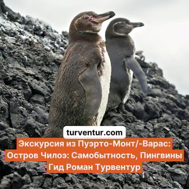 Экскурсия на остров Чилоэ к пингвинам с русским гидом Роман Турвентур