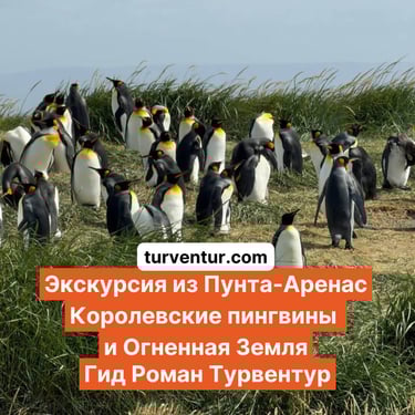 Экскурсия к Королевским пингвинам в Пунта-Аренас с русским гидом Роман Турвентур