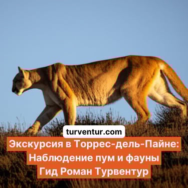 Экскурсия сафари на пум и наблюдение фауны Патагонии с русским гидом Роман Турвентур